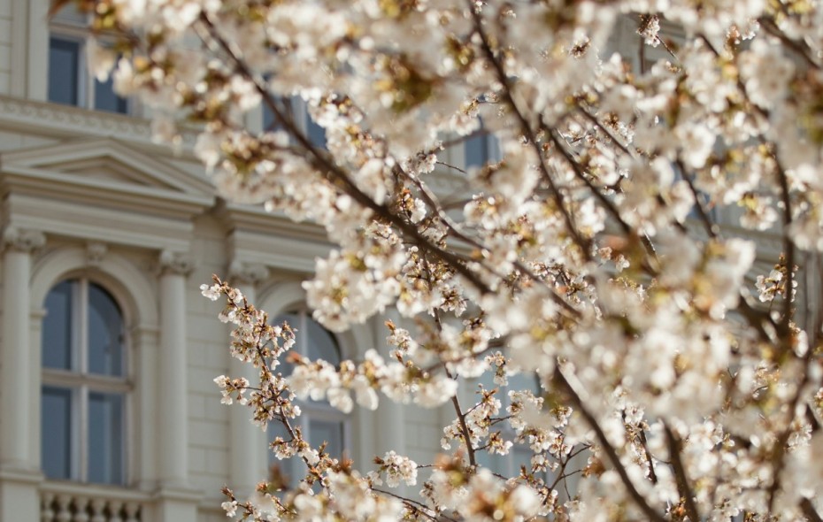 Bloomy tree with oldtown House - &copy; Unsplash PATRICK LANGWALLNER